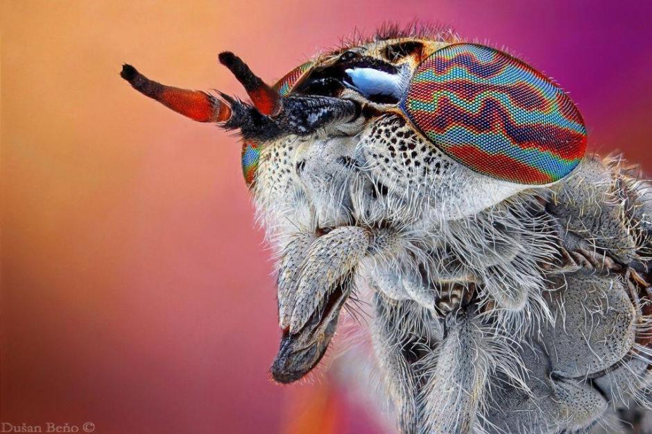 Удивительные и яркие макрофотографии Душана Бено DusanBeno11 Удивительные и яркие макрофотографии Душана Бено