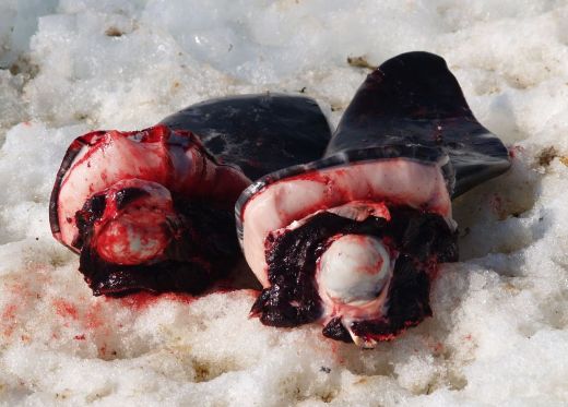 Кивиак — тюлень, фаршированный чайками Кивиак — тюлень, фаршированный чайками