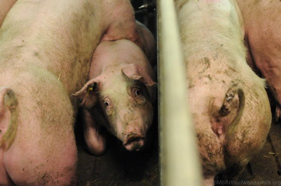 Вся правда о свинофермах